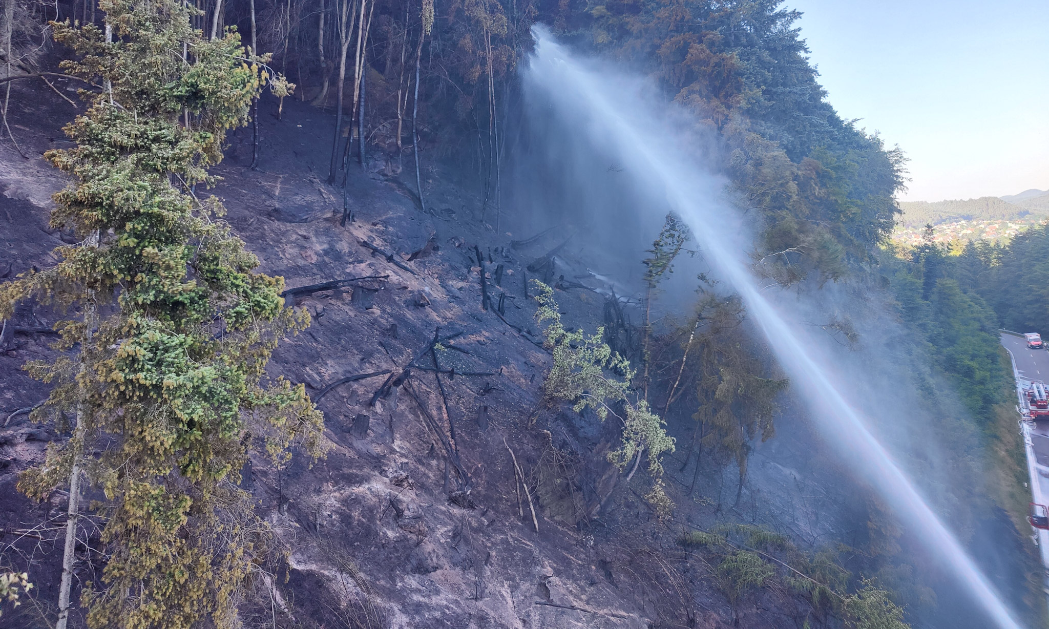 Bericht vom SWR - "So erholt sich die Natur nach Waldbrand bei Rodalben"